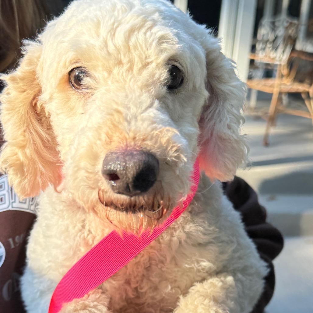 Enlarge Rosa, a Adoptable Miniature Poodle in St. Charles, IL image 5/5