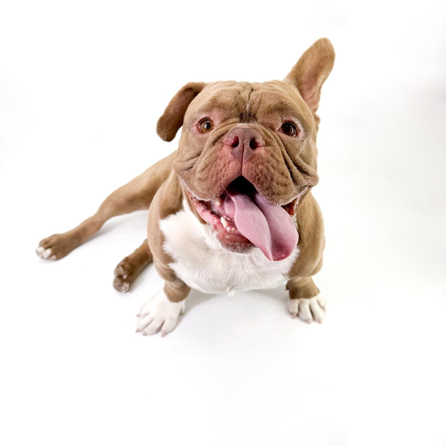 Will, a ADOPTABLE American Bully in Scottsdale, AZ image 2/4