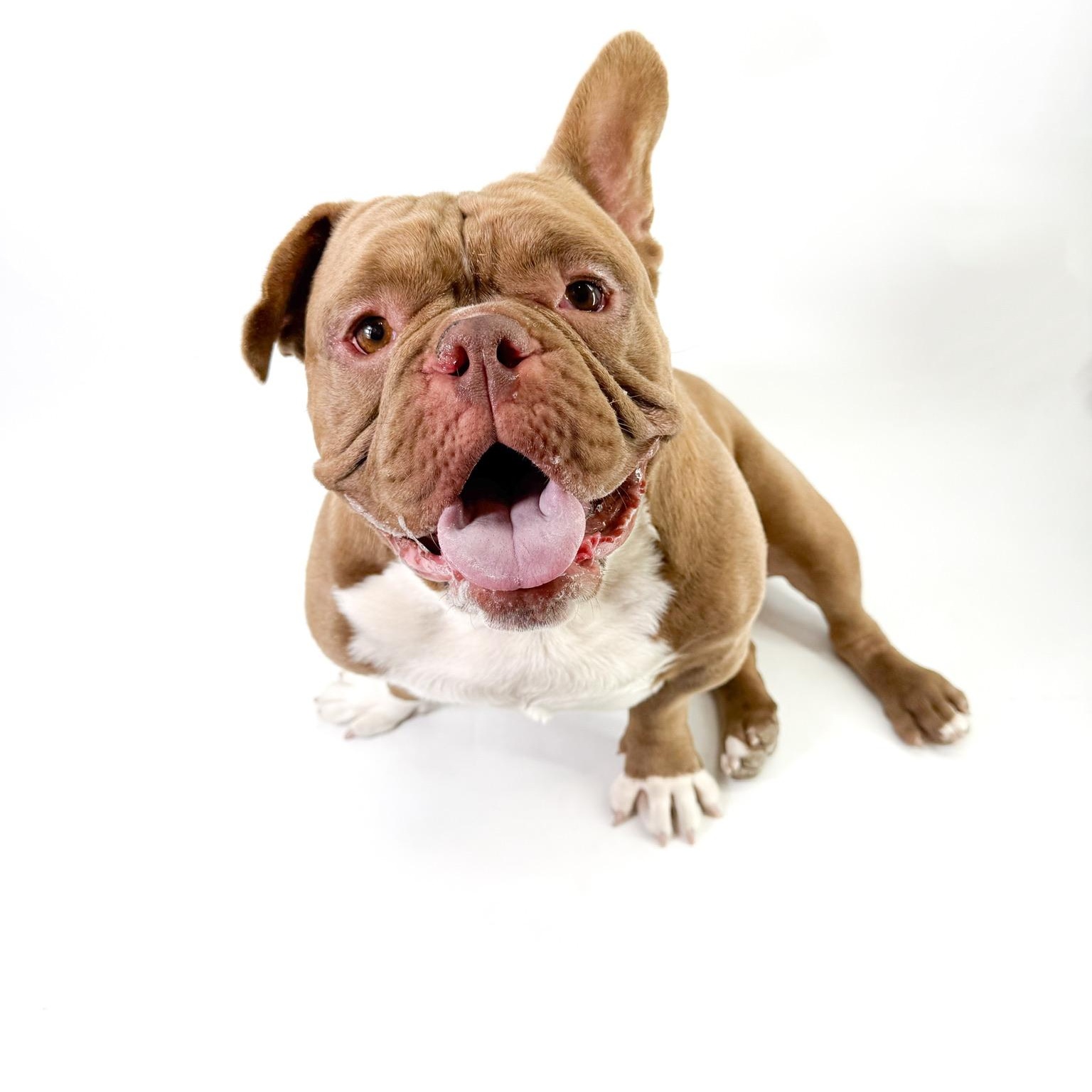 Will, a ADOPTABLE American Bully in Scottsdale, AZ image 3/4