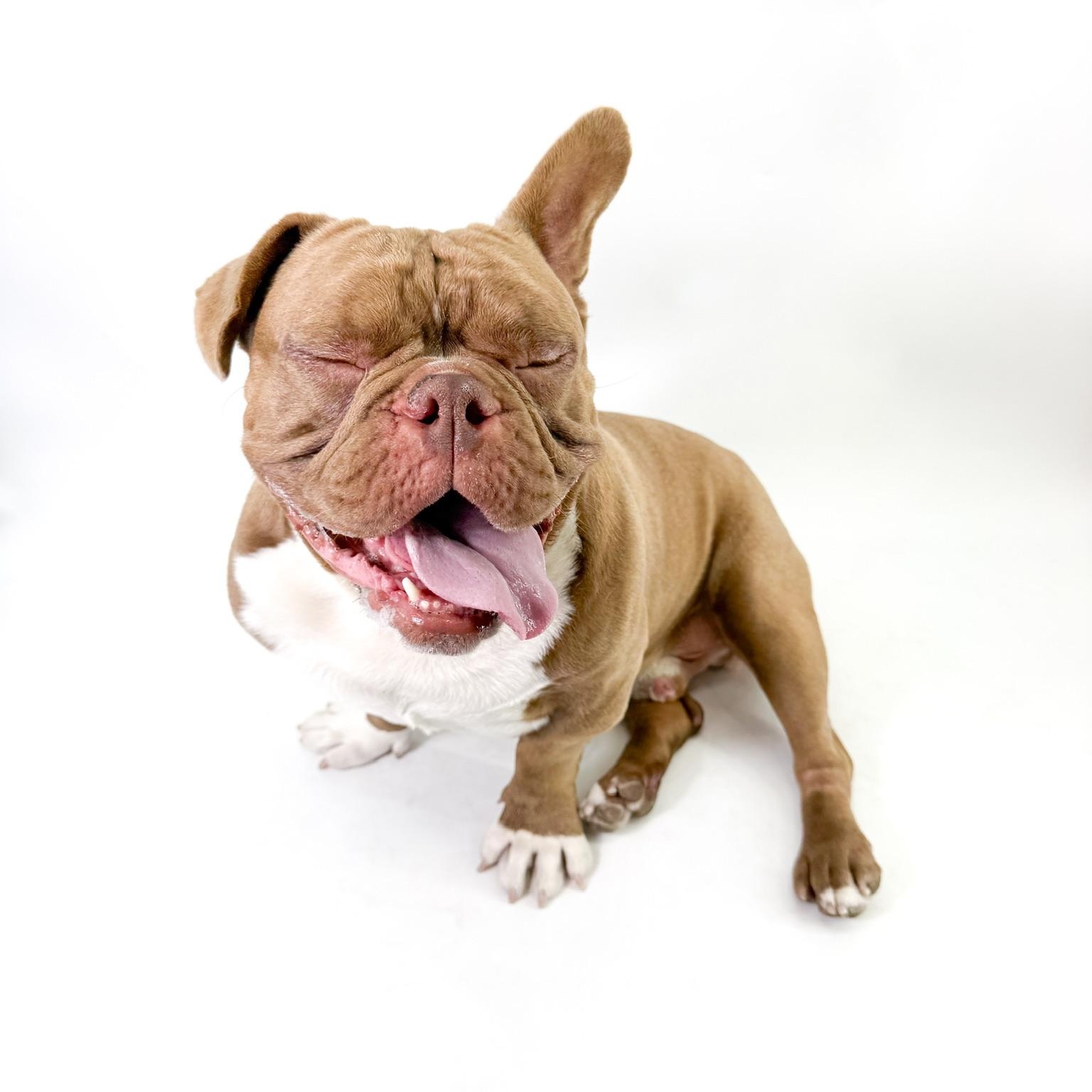 Will, a ADOPTABLE American Bully in Scottsdale, AZ image 4/4