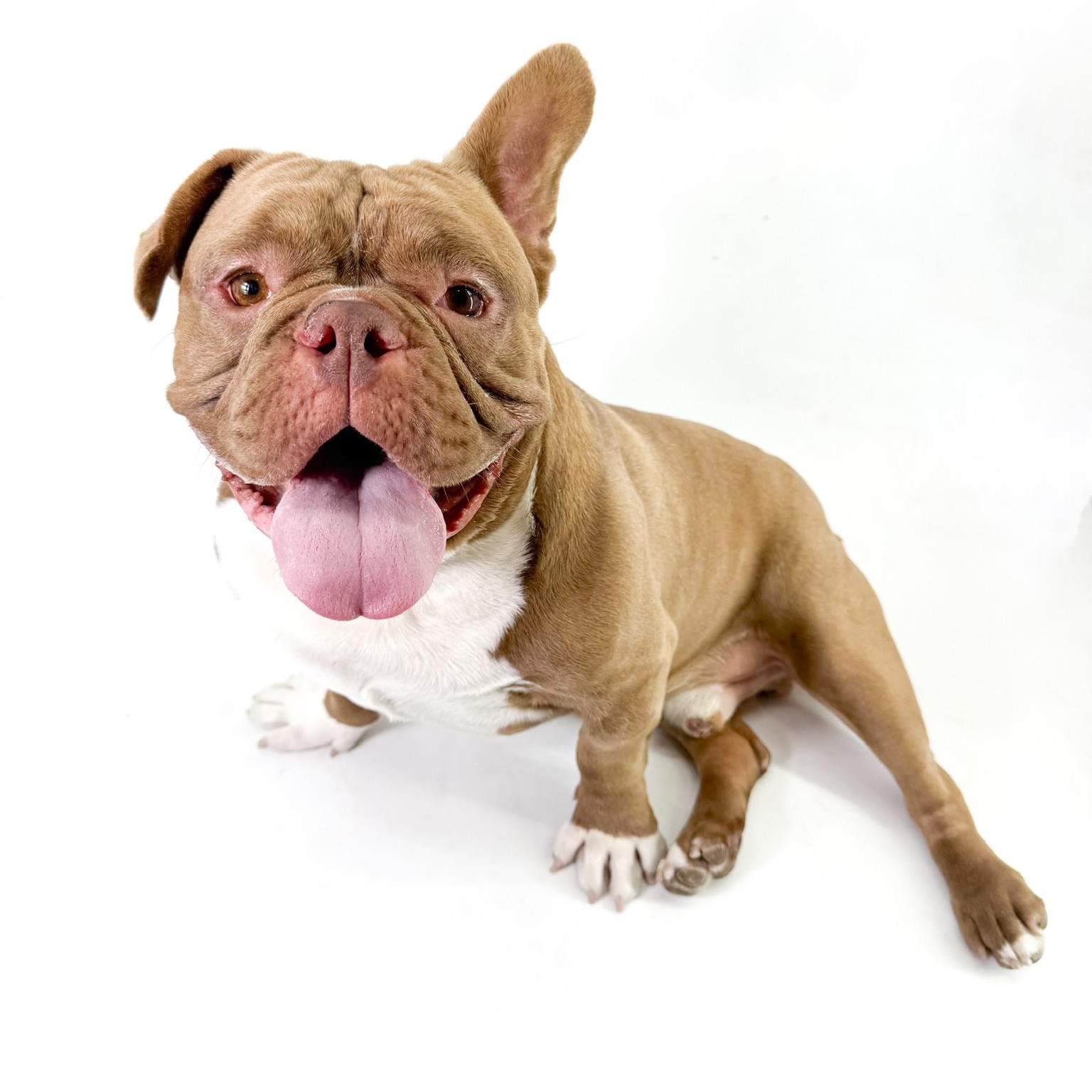 Will, ADOPTABLE, Adult Male American Bully.