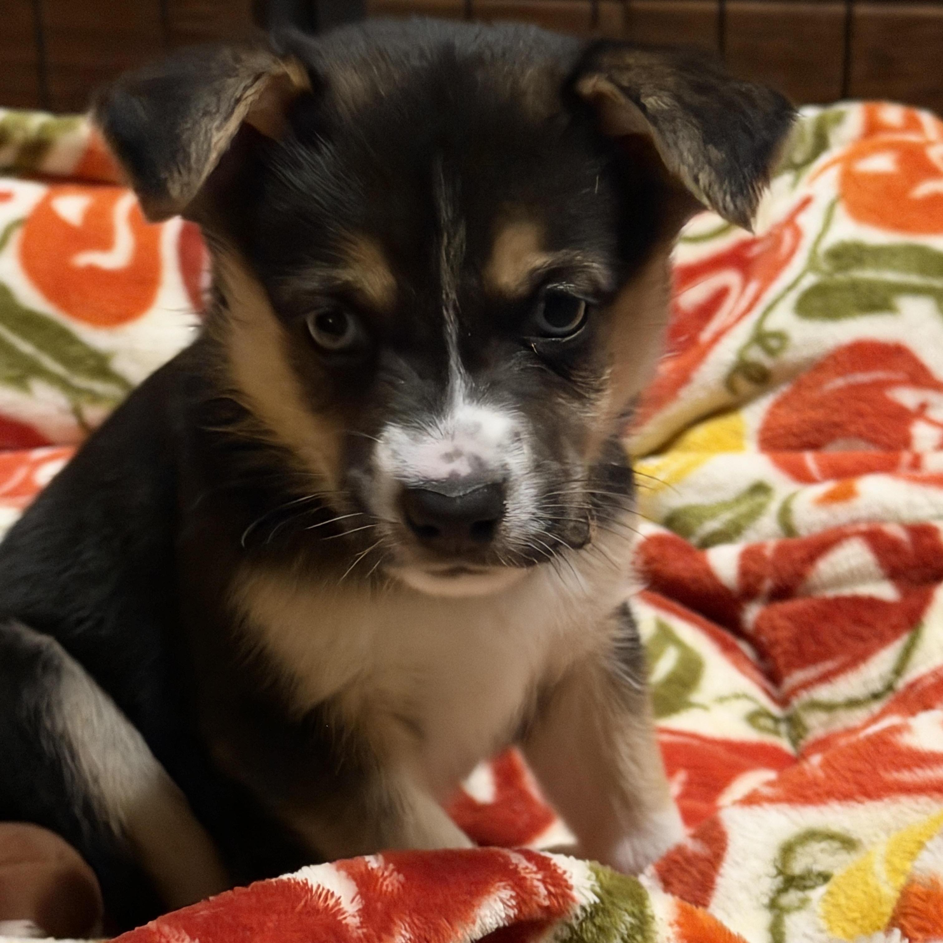 Enlarge Rime, a Adopted mixed breed in Gilbert, AZ image 2/6