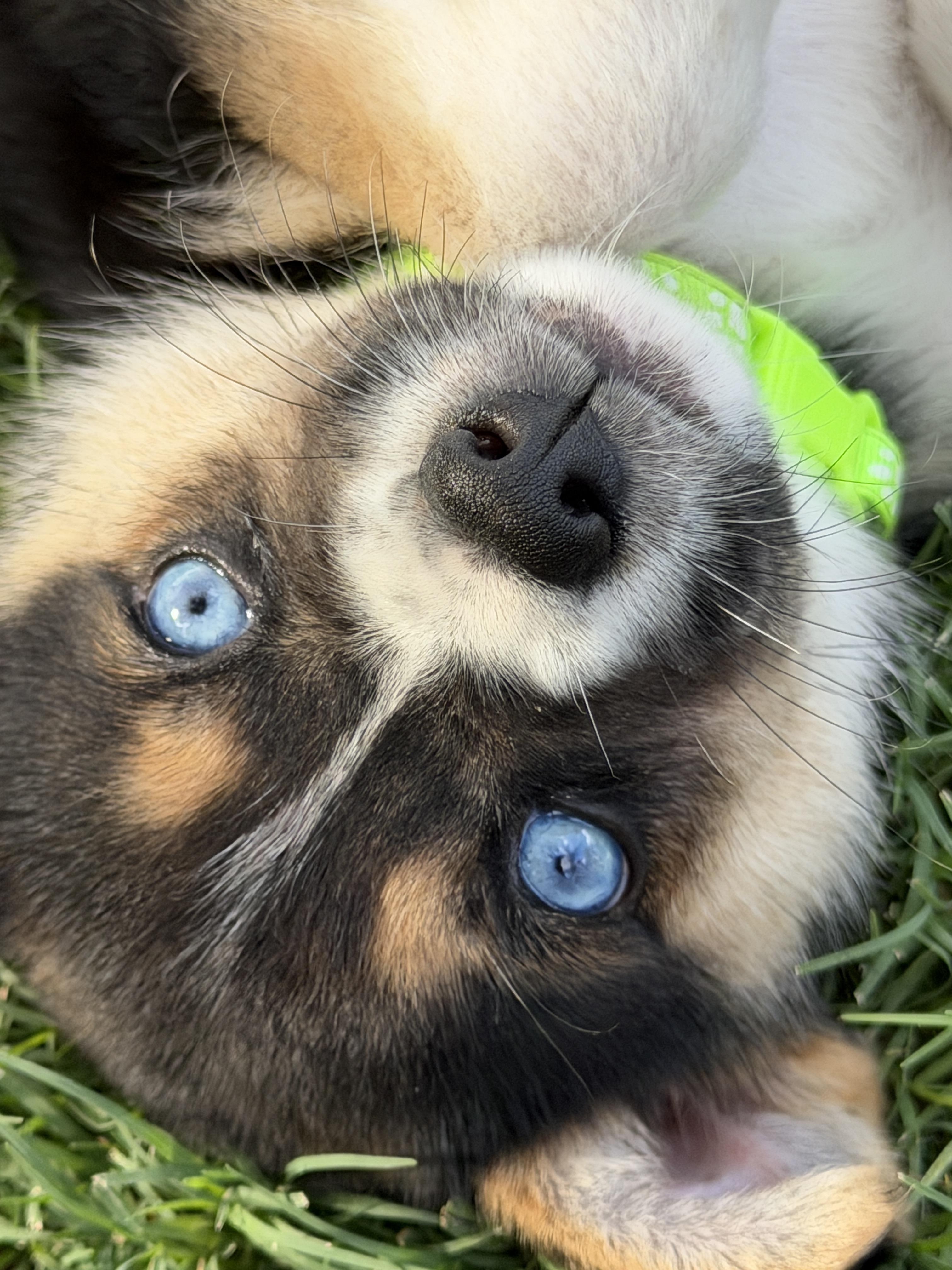 Rime, Adopted, Puppy Female Australian Shepherd & Border Terrier.