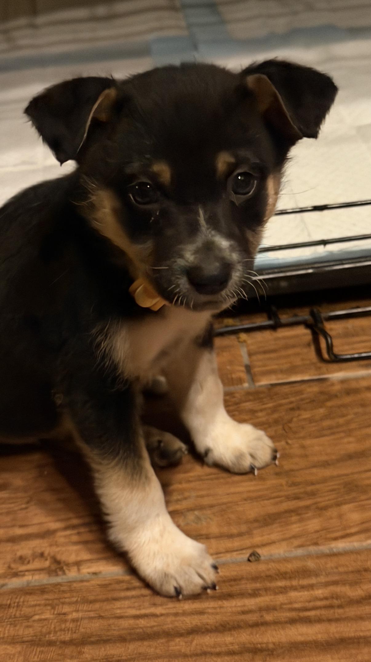 Enlarge Rime, a Adopted mixed breed in Gilbert, AZ image 3/6