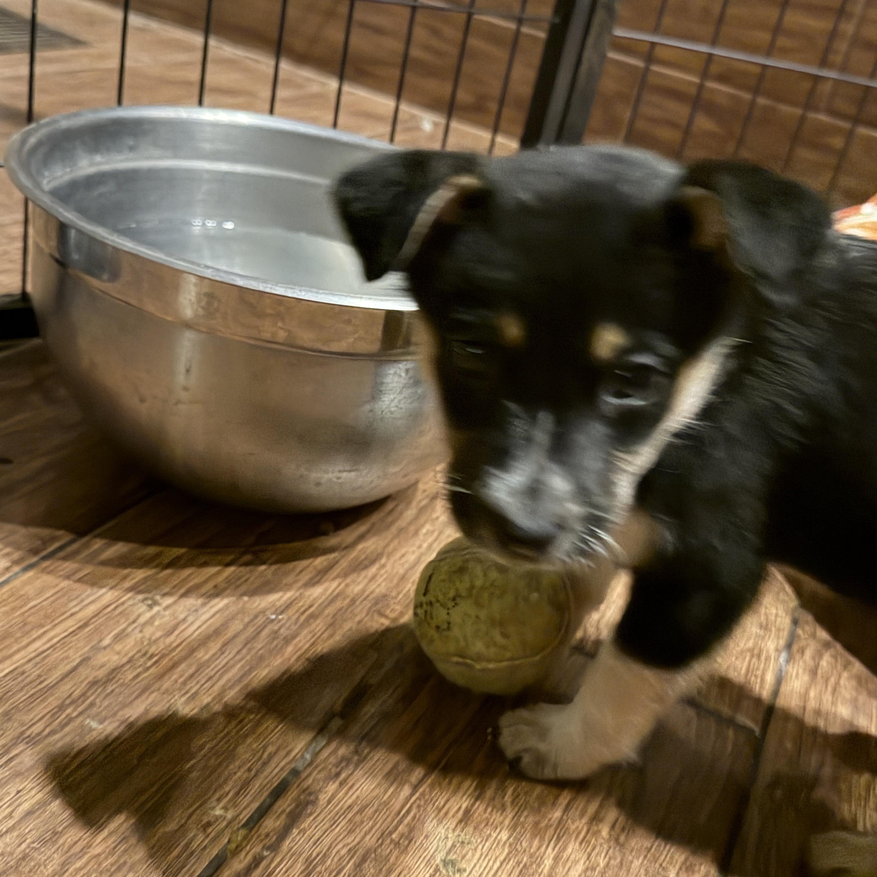 Enlarge Rime, a Adopted mixed breed in Gilbert, AZ image 4/6