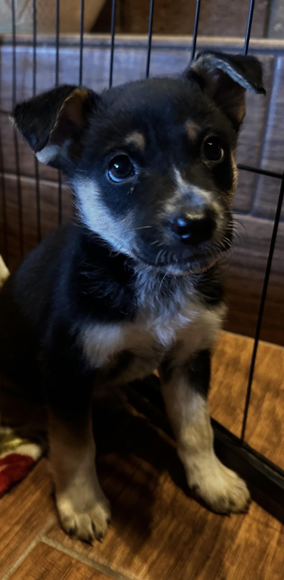 Enlarge Rime, a Adopted mixed breed in Gilbert, AZ image 5/6