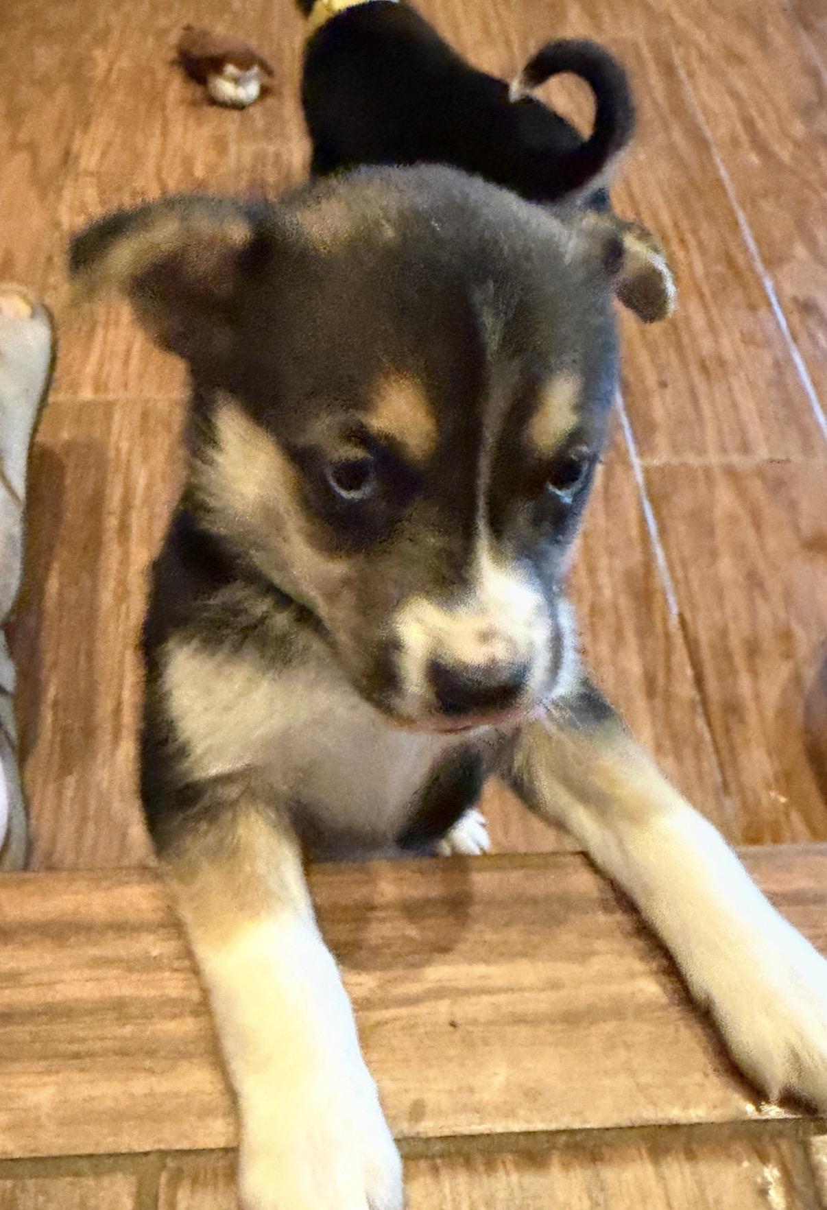 Enlarge Rime, a Adopted mixed breed in Gilbert, AZ image 6/6