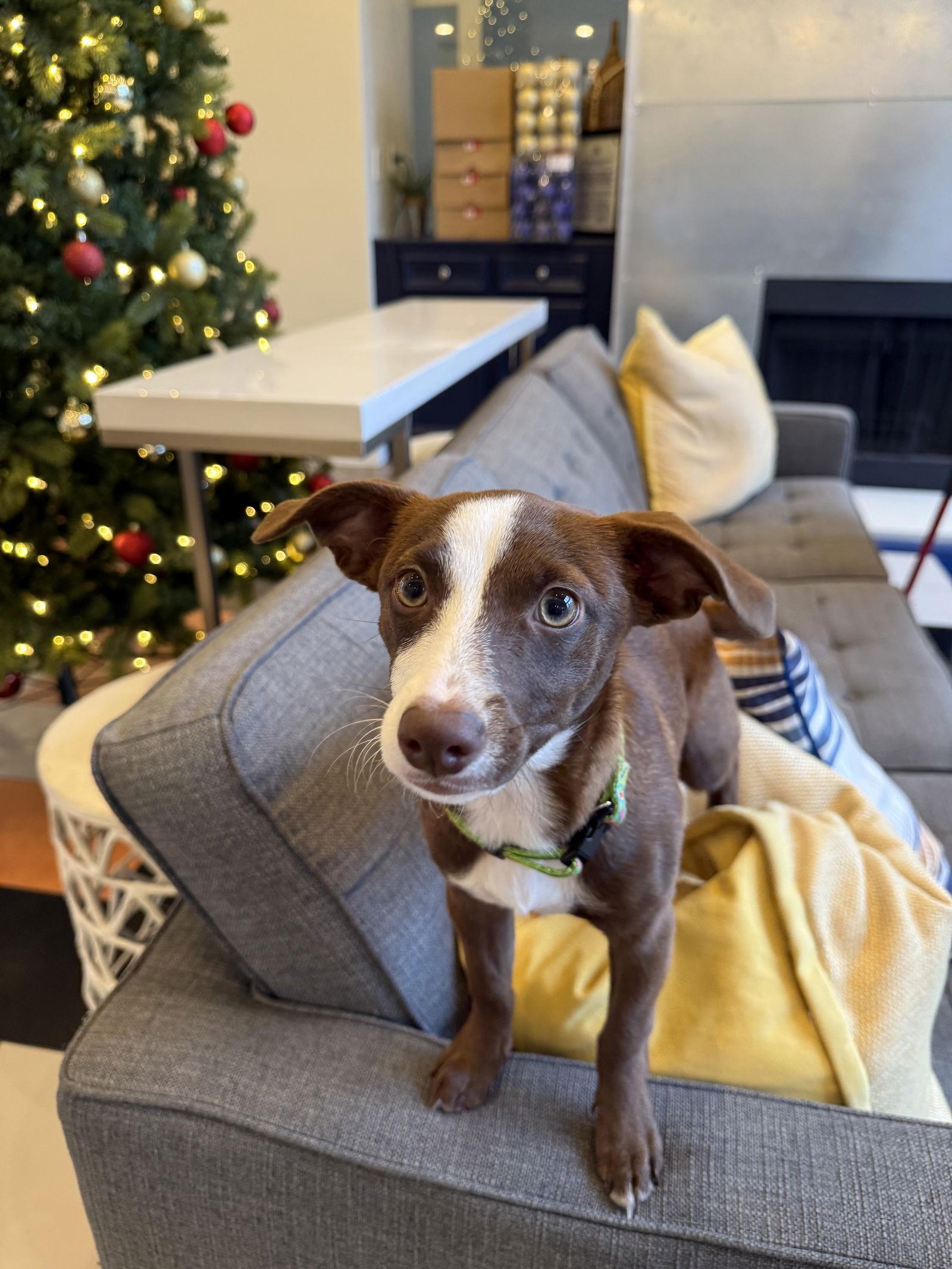 Enlarge Bambi, a Adoptable Terrier in Bangs, TX image 1/1