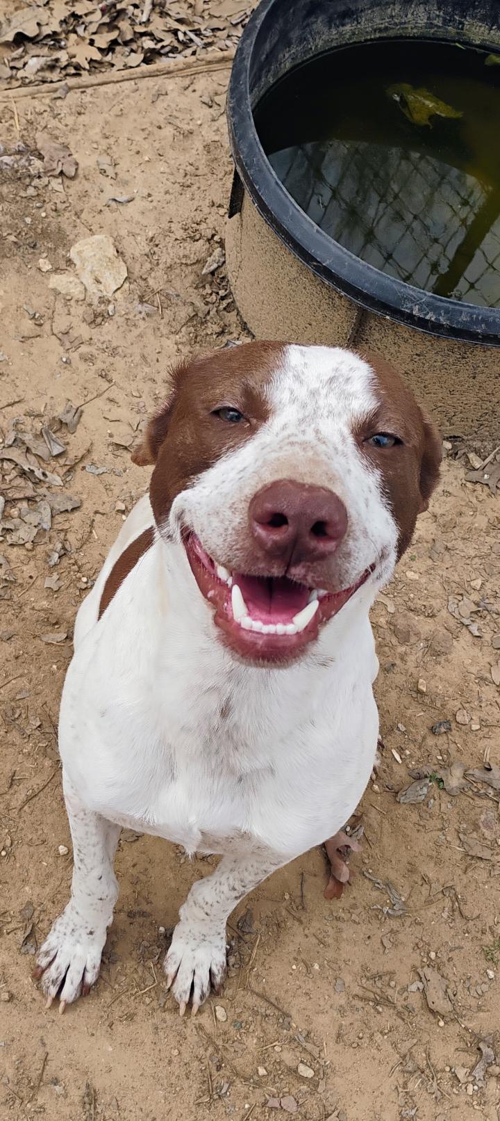 DEWEY, a Adoptable mixed breed image 1/2