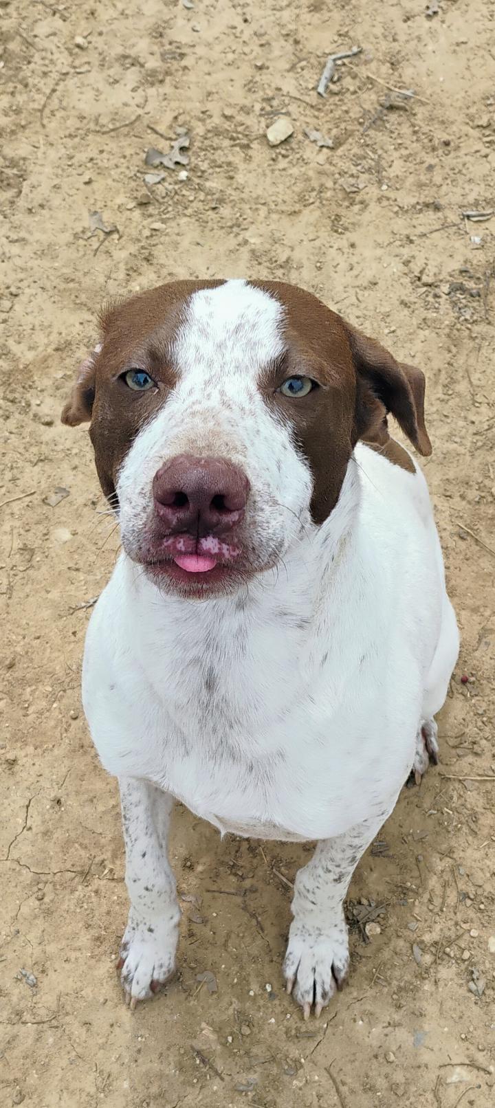 DEWEY, a Adoptable mixed breed image 2/2