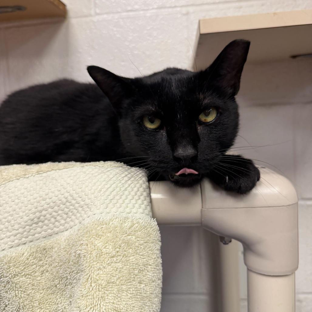 Spook, a Adoptable Domestic Short Hair in Conshohocken, PA image 1/5