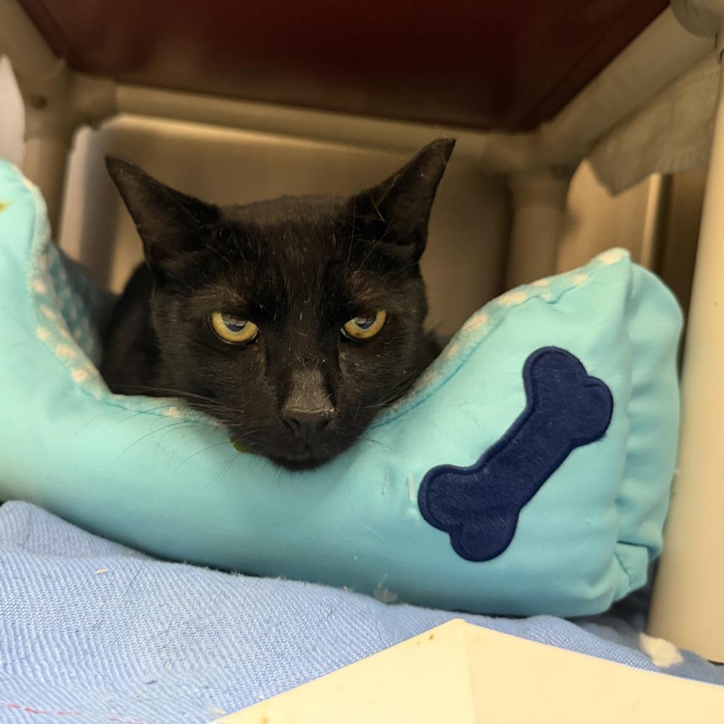 Enlarge Spook, a Adoptable Domestic Short Hair in Conshohocken, PA image 1/3