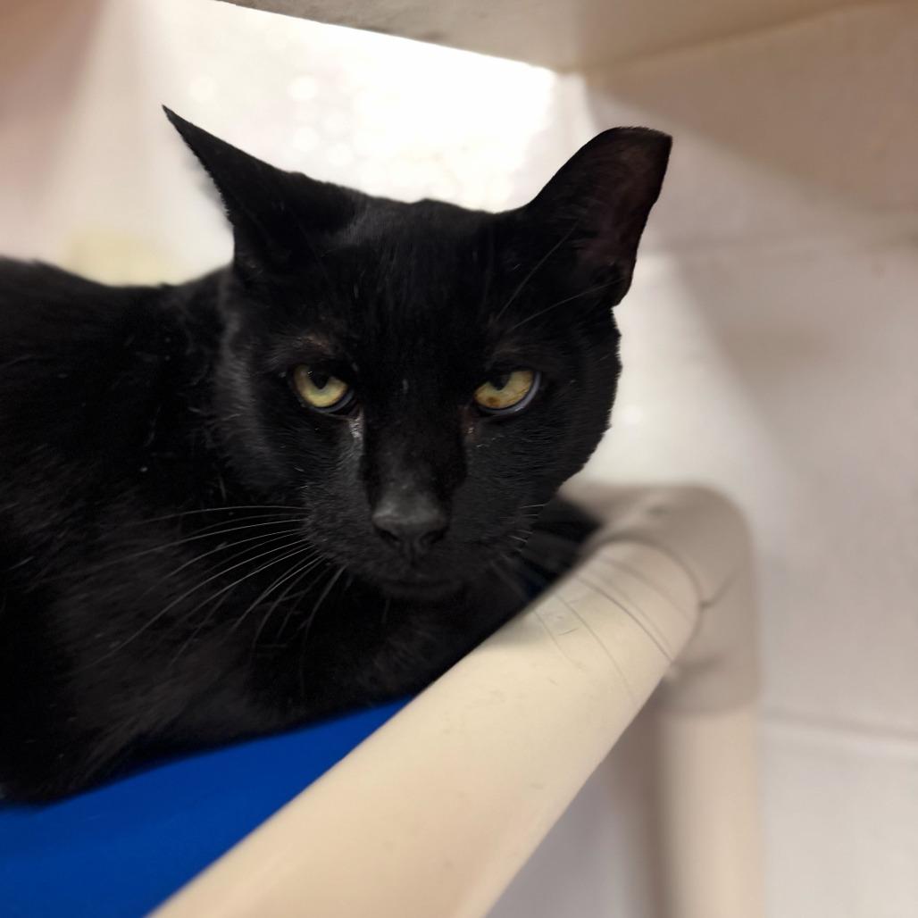Spook, a Adoptable Domestic Short Hair in Conshohocken, PA image 3/5