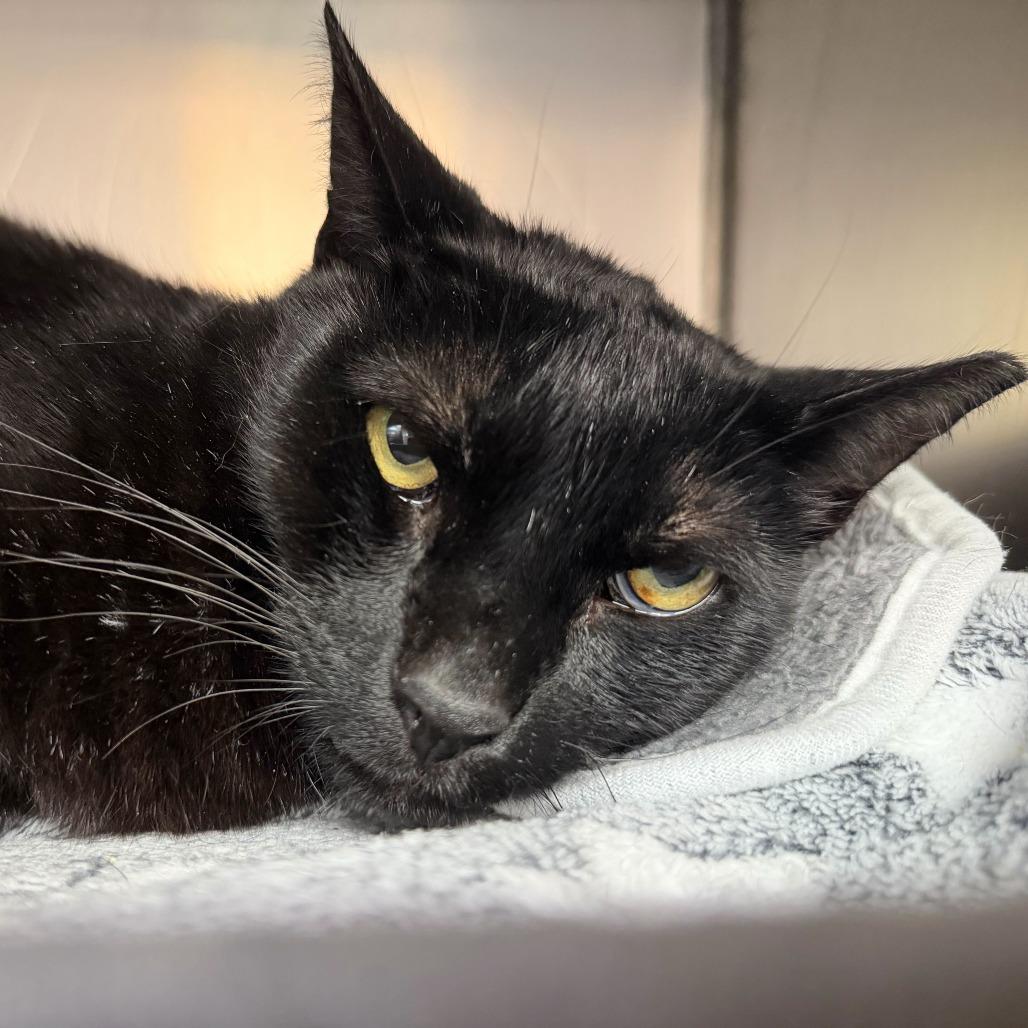 Enlarge Spook, a Adoptable Domestic Short Hair in Conshohocken, PA image 2/3