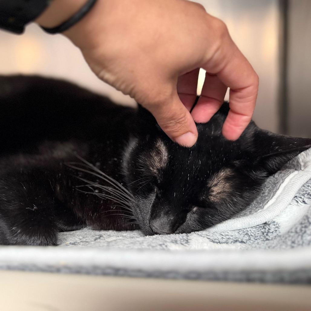 Enlarge Spook, a Adoptable Domestic Short Hair in Conshohocken, PA image 3/3