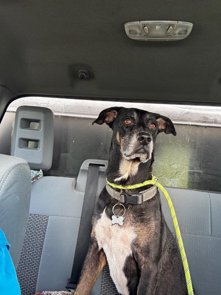 Wishbone, Adoptable, Senior Male German Shepherd Dog.