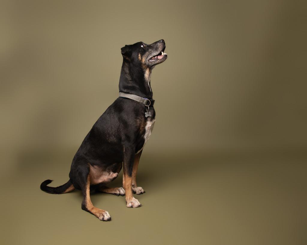 Enlarge Wishbone, a Adoptable German Shepherd Dog in Rockport, TX image 2/5