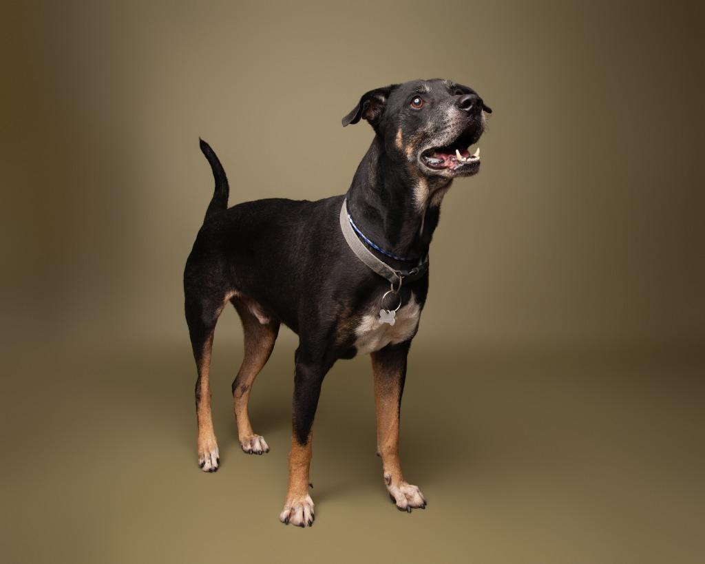 Enlarge Wishbone, a Adoptable German Shepherd Dog in Rockport, TX image 3/5