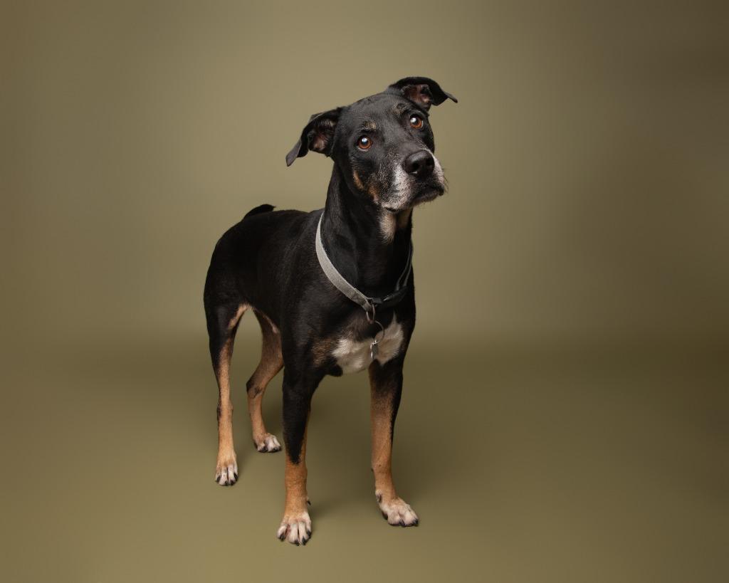 Enlarge Wishbone, a Adoptable German Shepherd Dog in Rockport, TX image 4/5