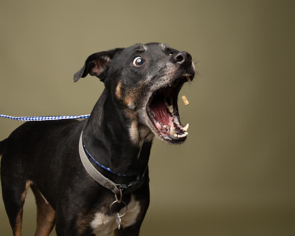 Enlarge Wishbone, a Adoptable German Shepherd Dog in Rockport, TX image 5/5