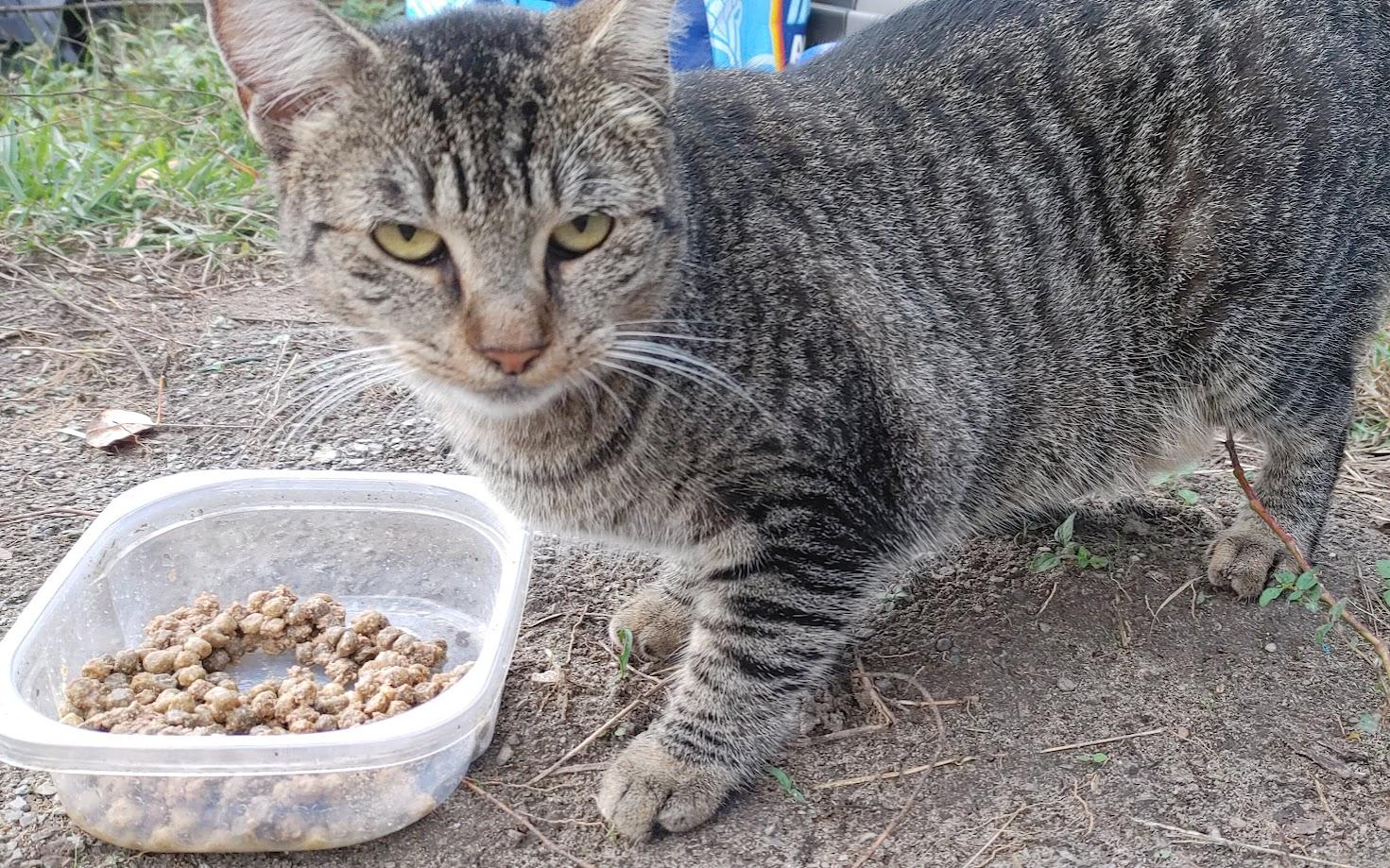 ~ Courtesy ~ Goldie, Adoptable, Young Female Tabby.