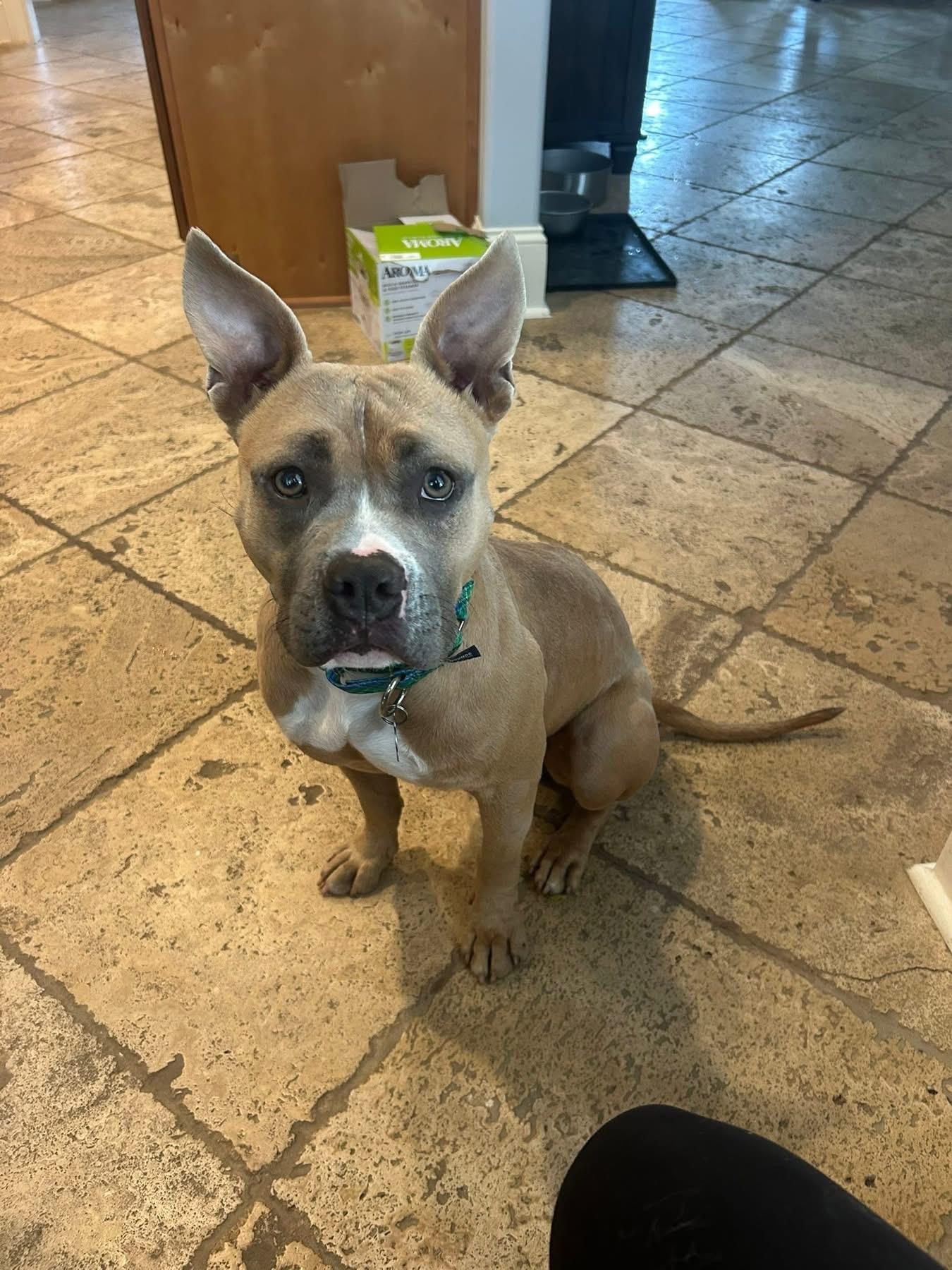 Gatch, ADOPTABLE, Adult Male American Bully.