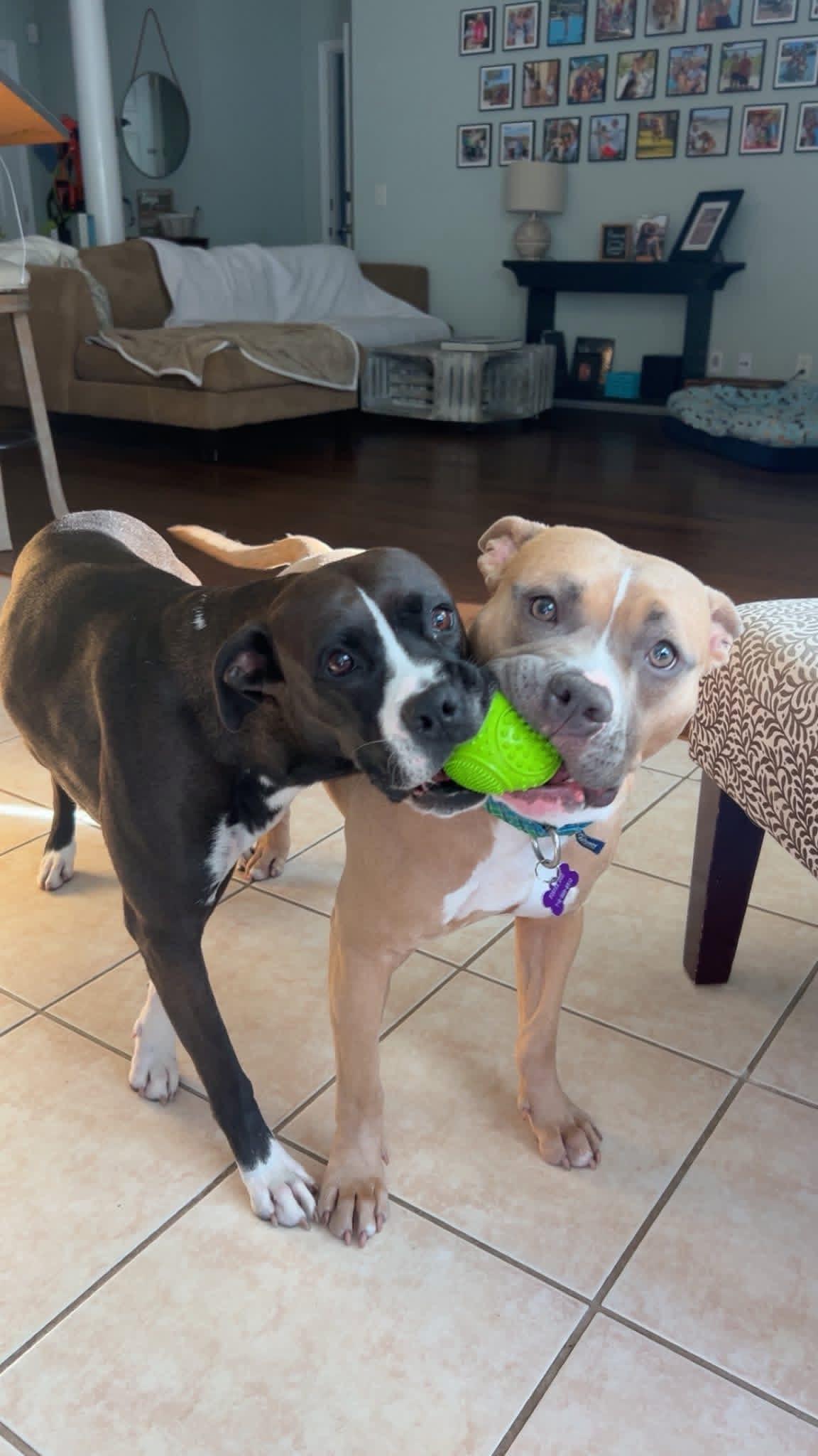 Enlarge Gatch, a ADOPTABLE mixed breed in Hillsdale, NY image 2/4