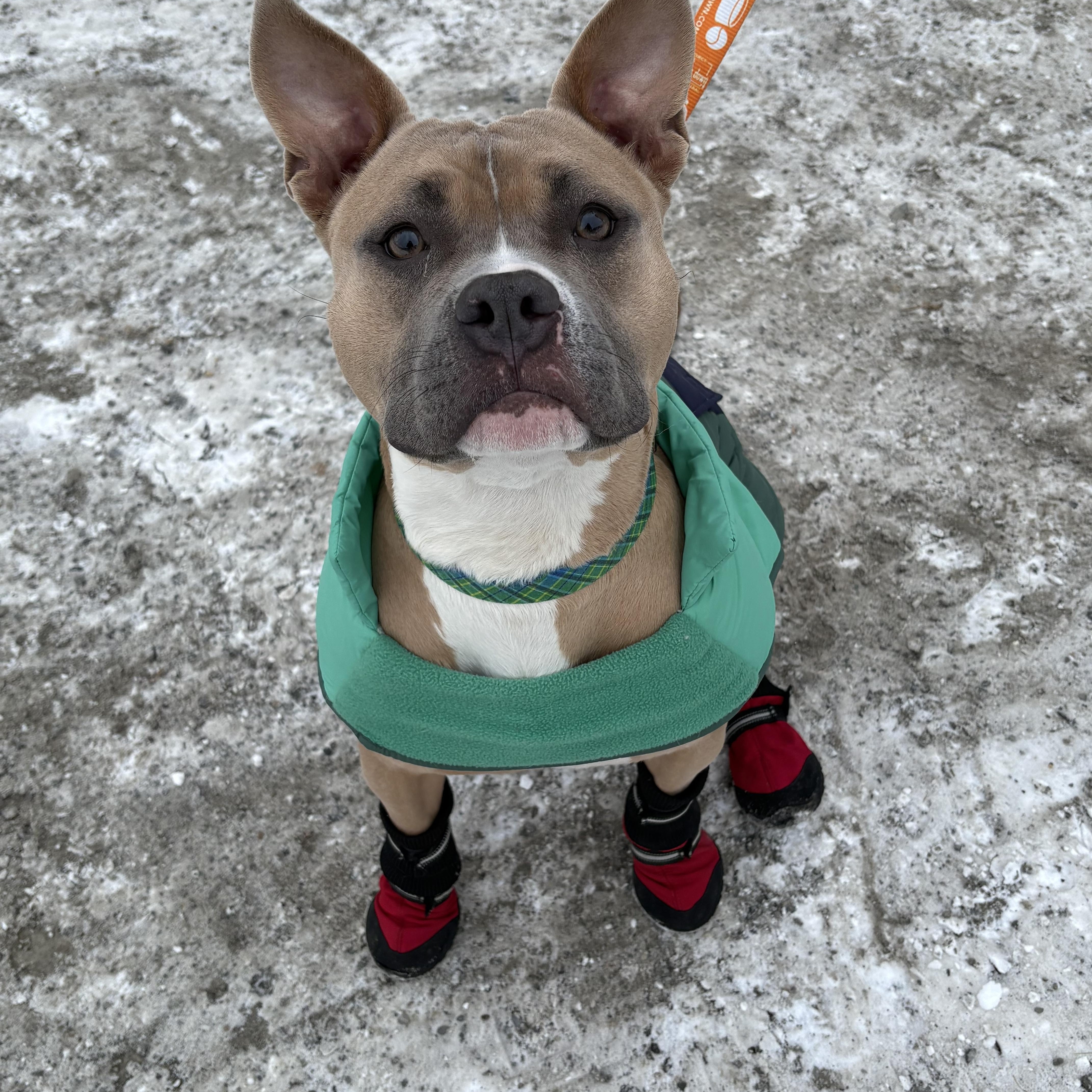 Gatch, ADOPTABLE, Adult Male American Bully.