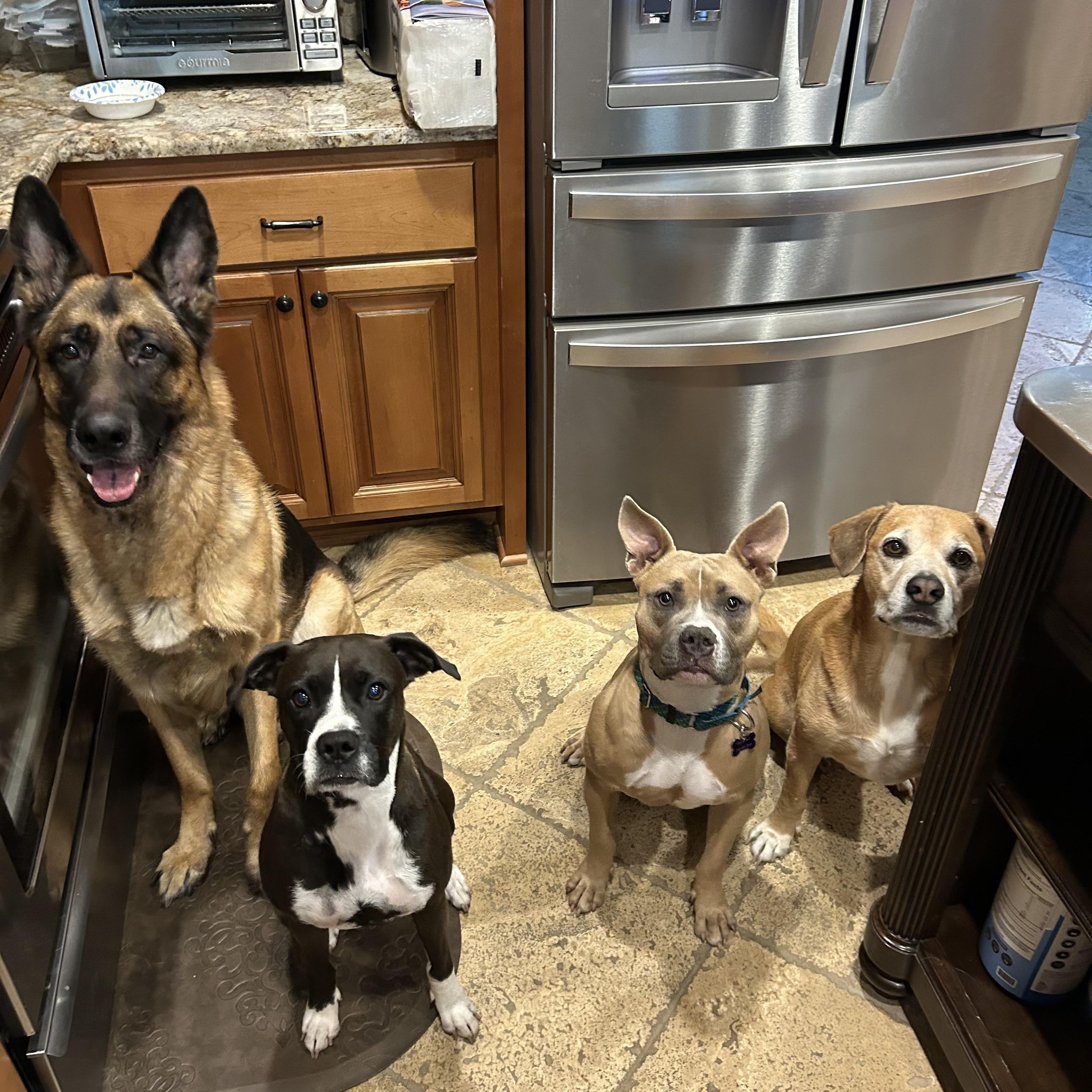 Enlarge Gatch, a ADOPTABLE mixed breed in Hillsdale, NY image 4/5