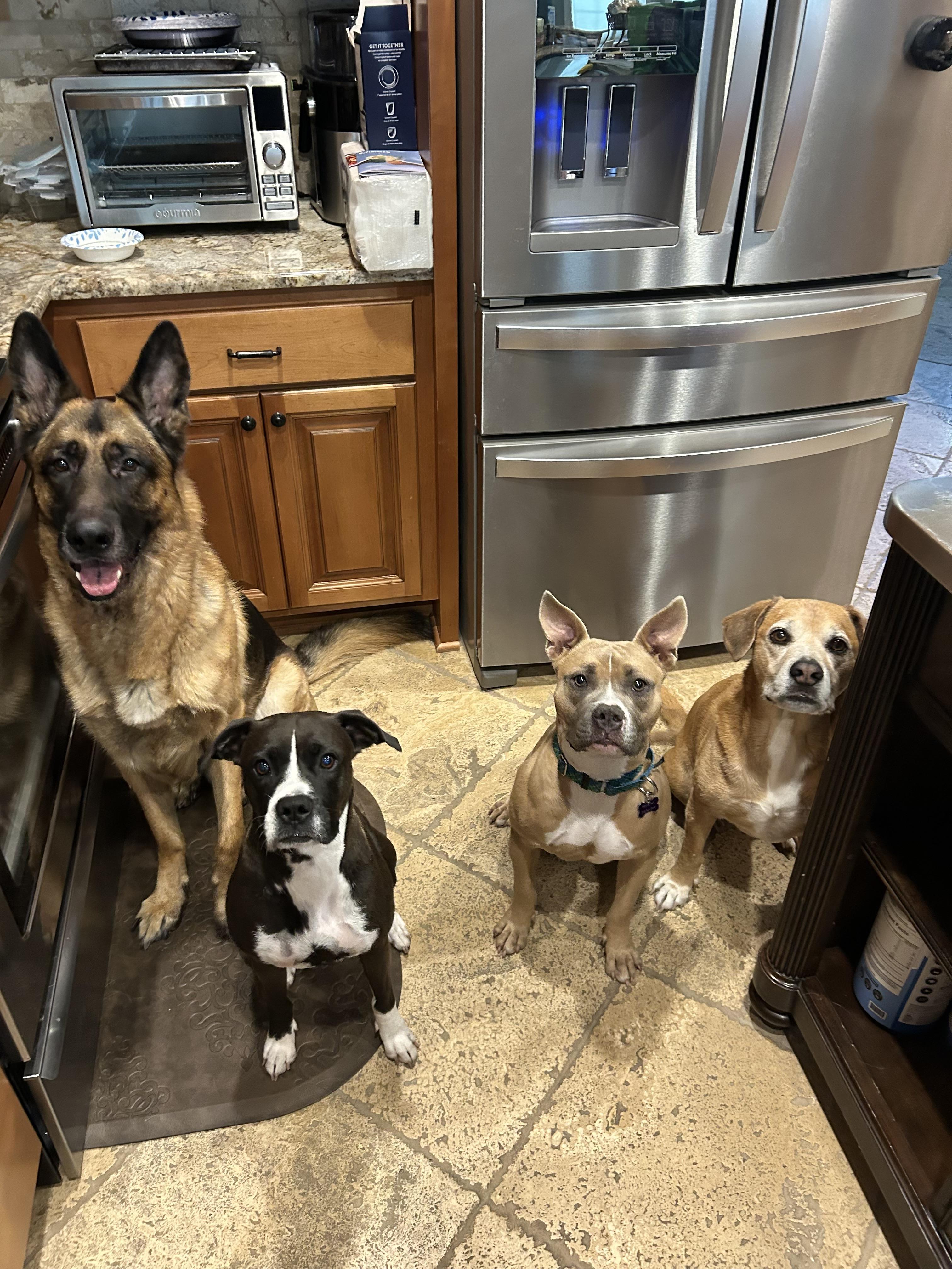 Enlarge Gatch, a ADOPTABLE mixed breed in Hillsdale, NY image 4/4