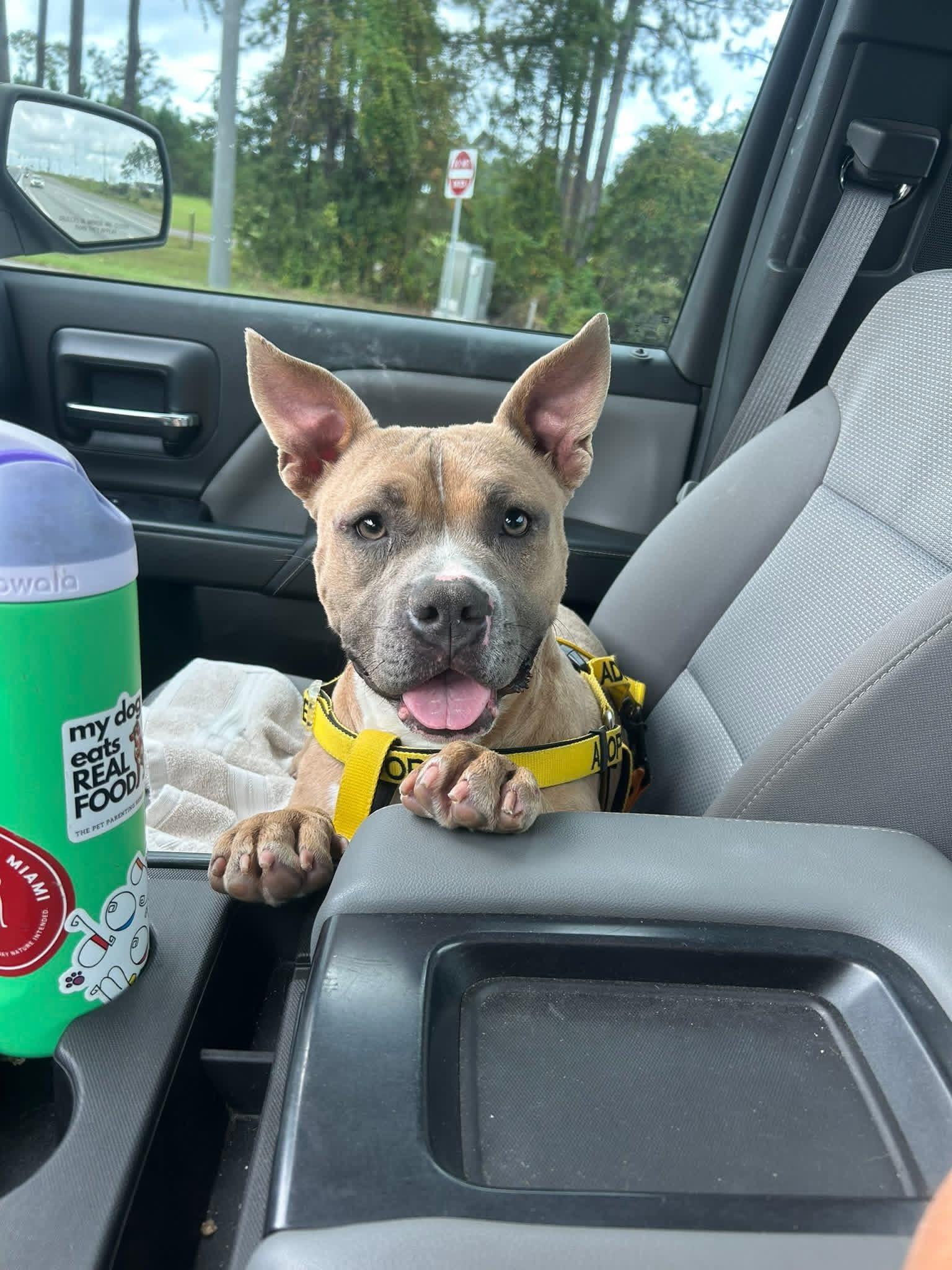 Enlarge Gatch, a ADOPTABLE mixed breed in Hillsdale, NY image 3/4