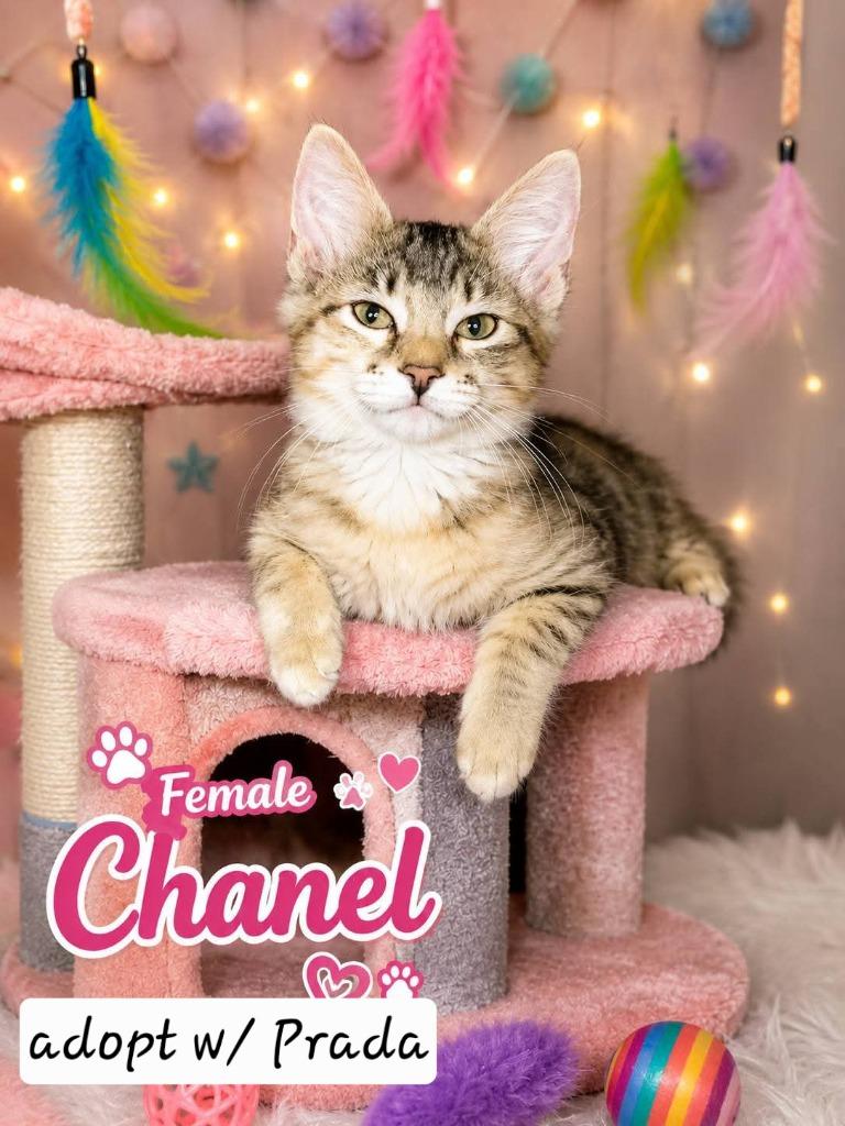Enlarge Chanel, a Adoptable mixed breed in Miami, OK image 4/4