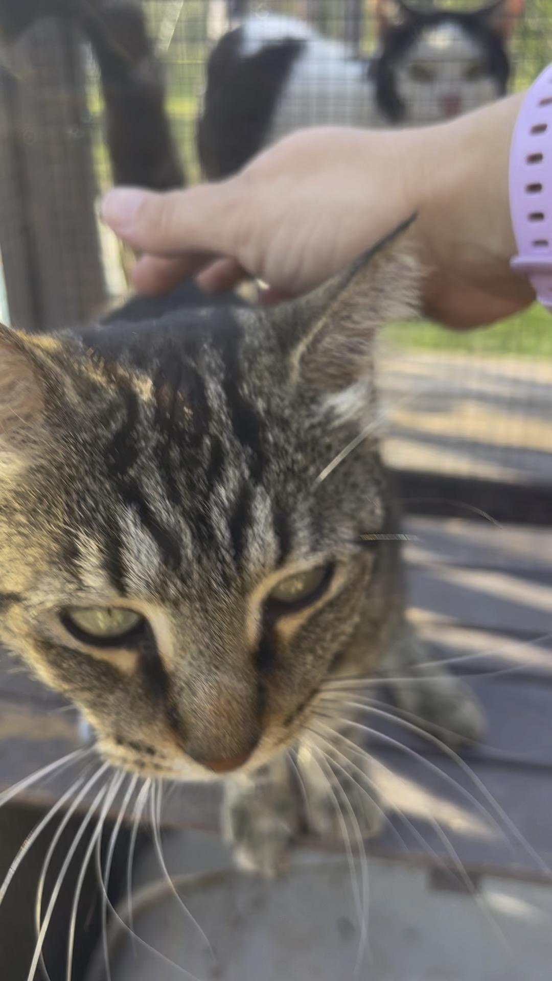 Enlarge Mila, a Adoptable mixed breed in Maitland, FL image 5/5