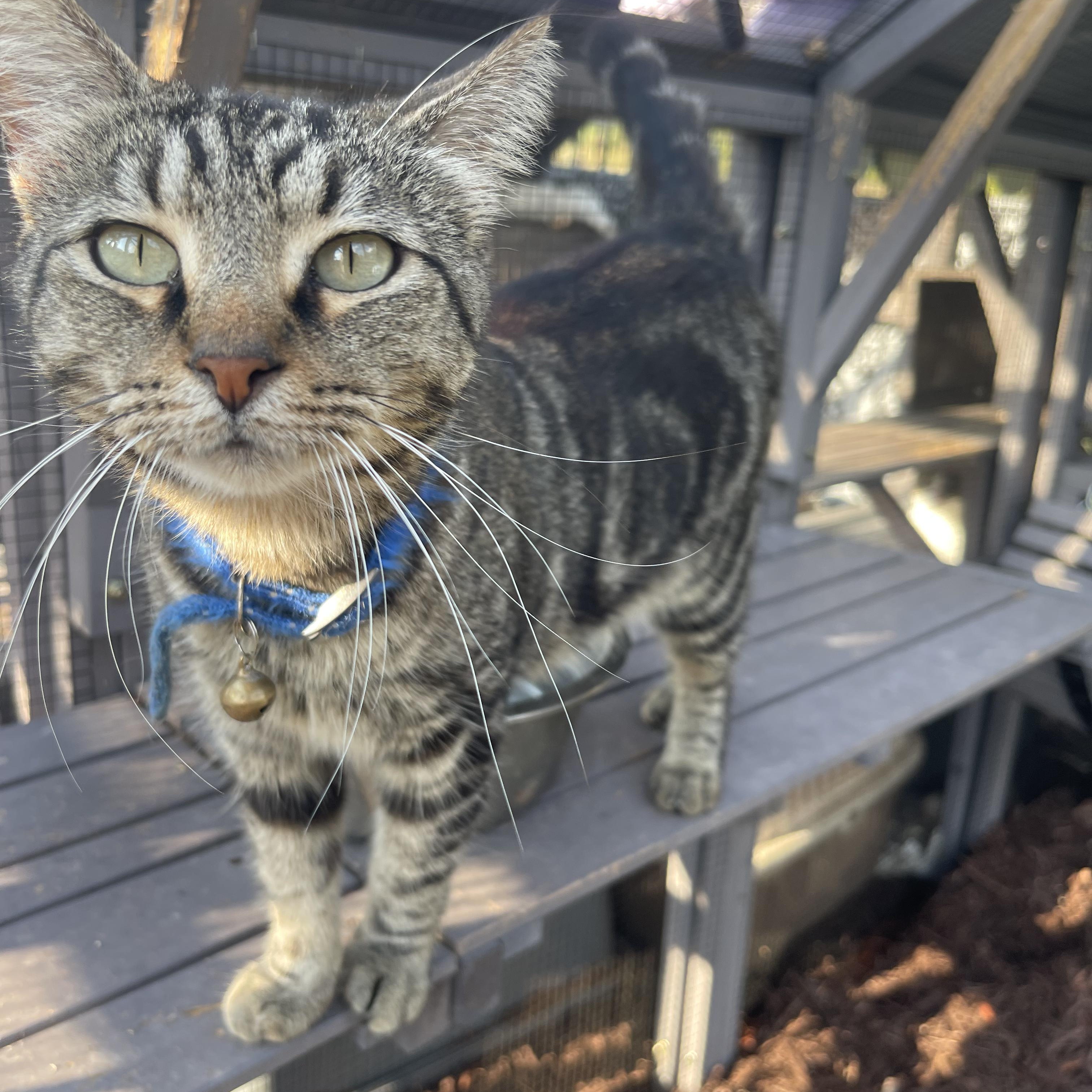 Enlarge Mila, a Adoptable mixed breed in Maitland, FL image 2/5