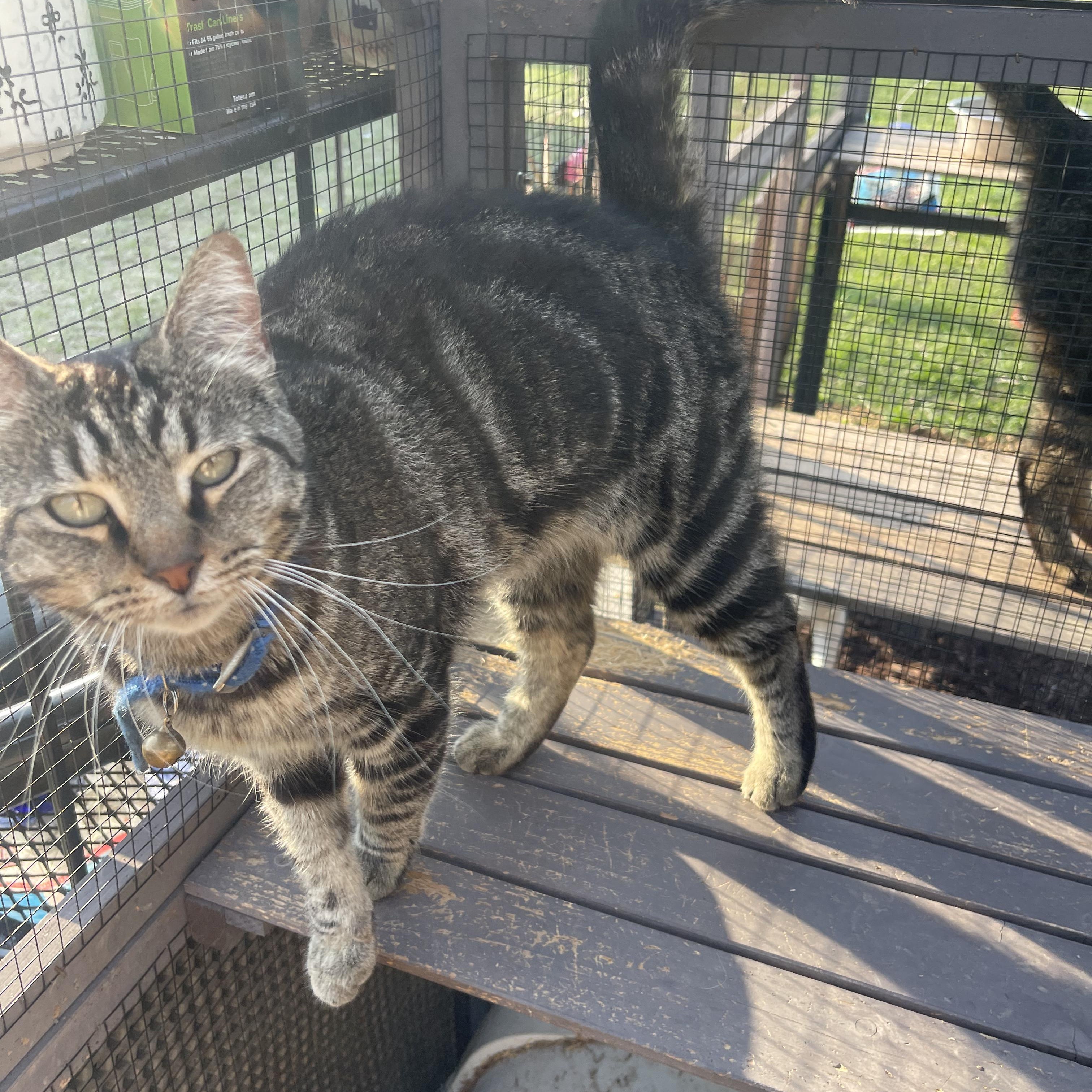 Enlarge Mila, a Adoptable mixed breed in Maitland, FL image 3/5