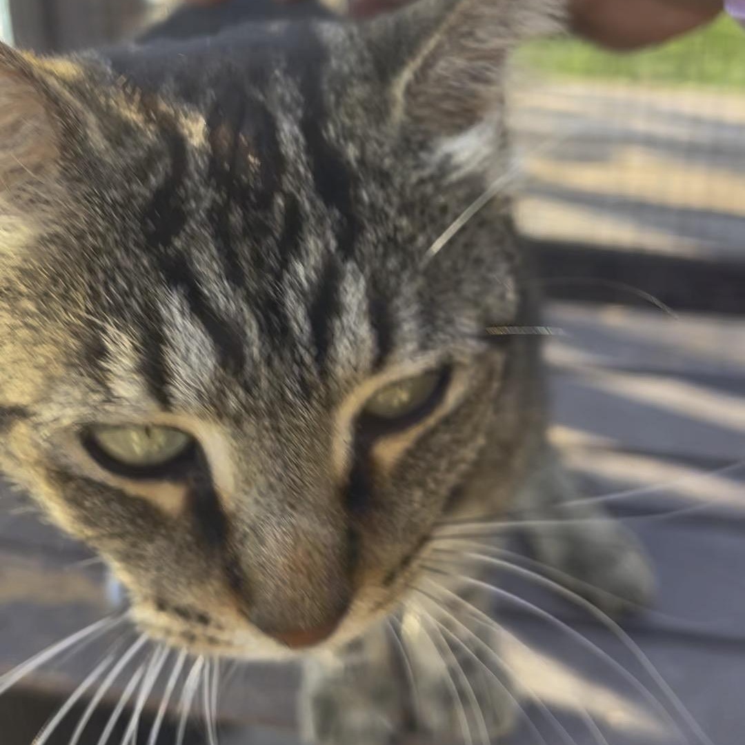 Enlarge Mila, a Adoptable mixed breed in Maitland, FL image 4/5