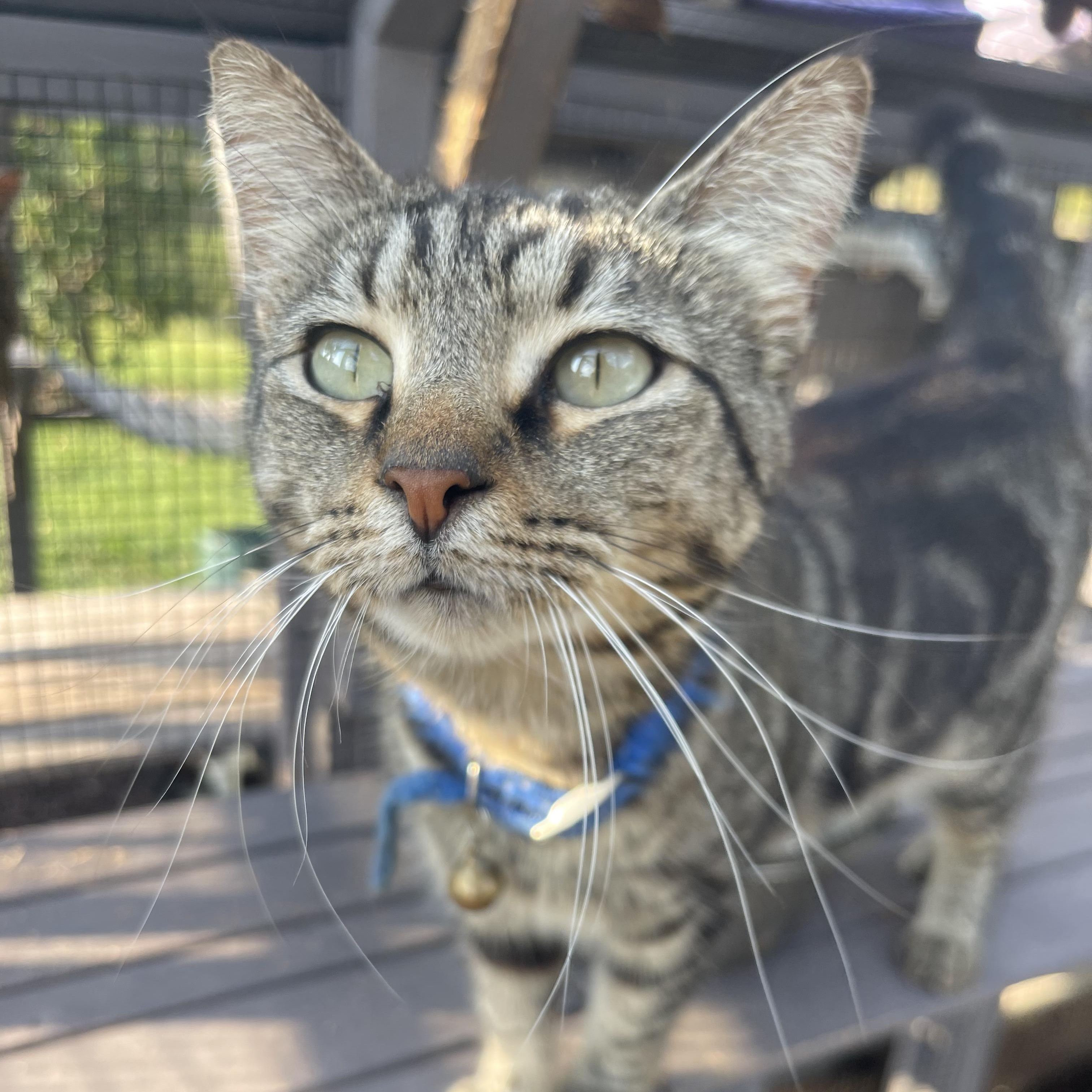 Enlarge Mila, a Adoptable mixed breed in Maitland, FL image 1/5