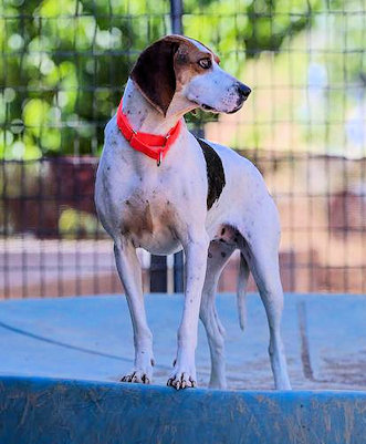 Hula Girl at Heart (CA), Adoptable, Young Female Treeing Walker Coonhound.