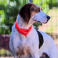 Hula Girl at Heart (CA), a Adoptable Treeing Walker Coonhound in Jackson, CA image 2/4