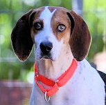 Hula Girl at Heart (CA), a Adoptable Treeing Walker Coonhound in Jackson, CA image 3/4