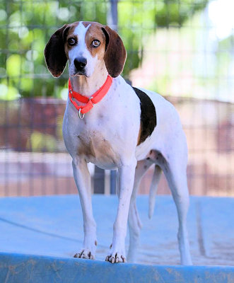 Hula Girl at Heart (CA), a Adoptable Treeing Walker Coonhound in Jackson, CA image 4/4