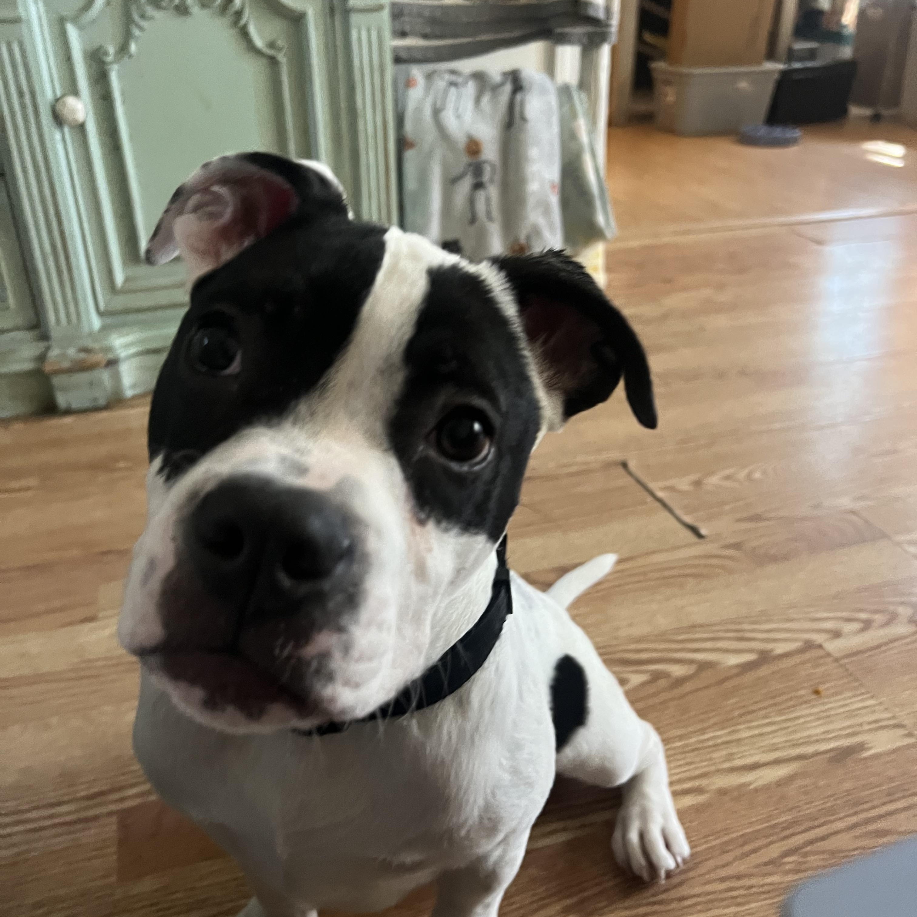 Brutus , ADOPTABLE, Young Male Bulldog.