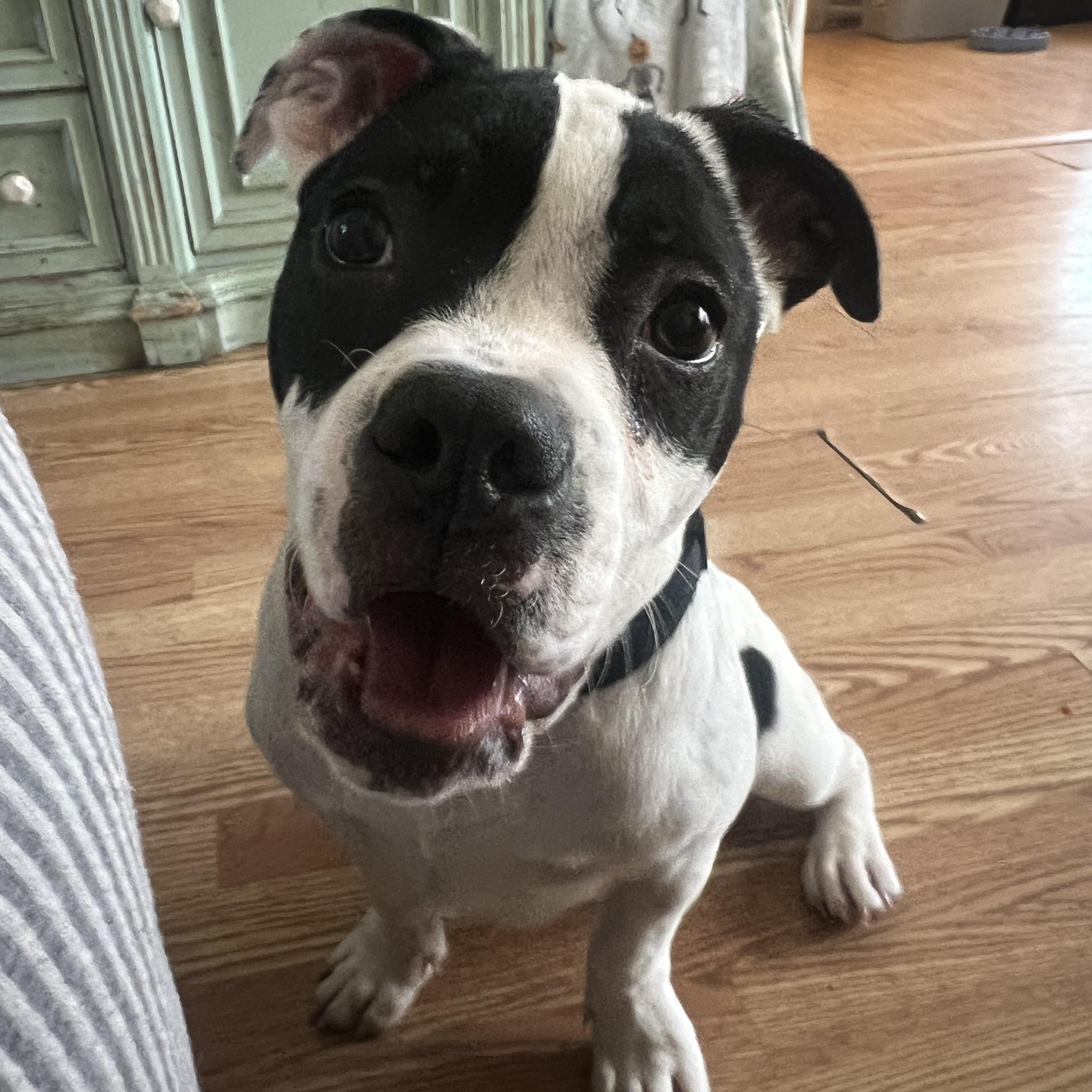 Brutus , a ADOPTABLE mixed breed in Myrtle Beach, SC image 2/4