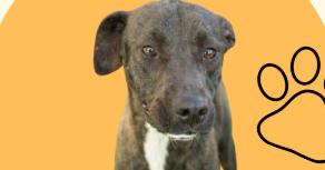 Enlarge Lucielle "Lucy" Lu, a Adoptable mixed breed in Harlingen, TX image 1/4