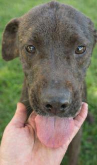 Enlarge Lucielle "Lucy" Lu, a Adoptable mixed breed in Harlingen, TX image 2/4