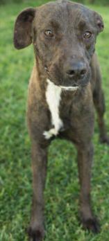 Enlarge Lucielle "Lucy" Lu, a Adoptable mixed breed in Harlingen, TX image 3/4