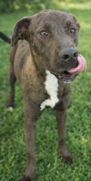 Enlarge Lucielle "Lucy" Lu, a Adoptable mixed breed in Harlingen, TX image 4/4
