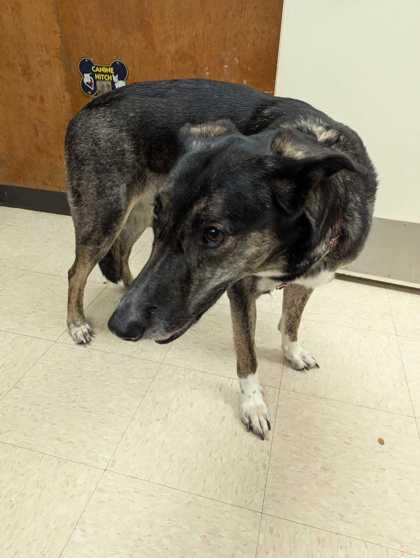 Princess, Adoptable, Adult Female German Shepherd Dog & Mixed Breed.