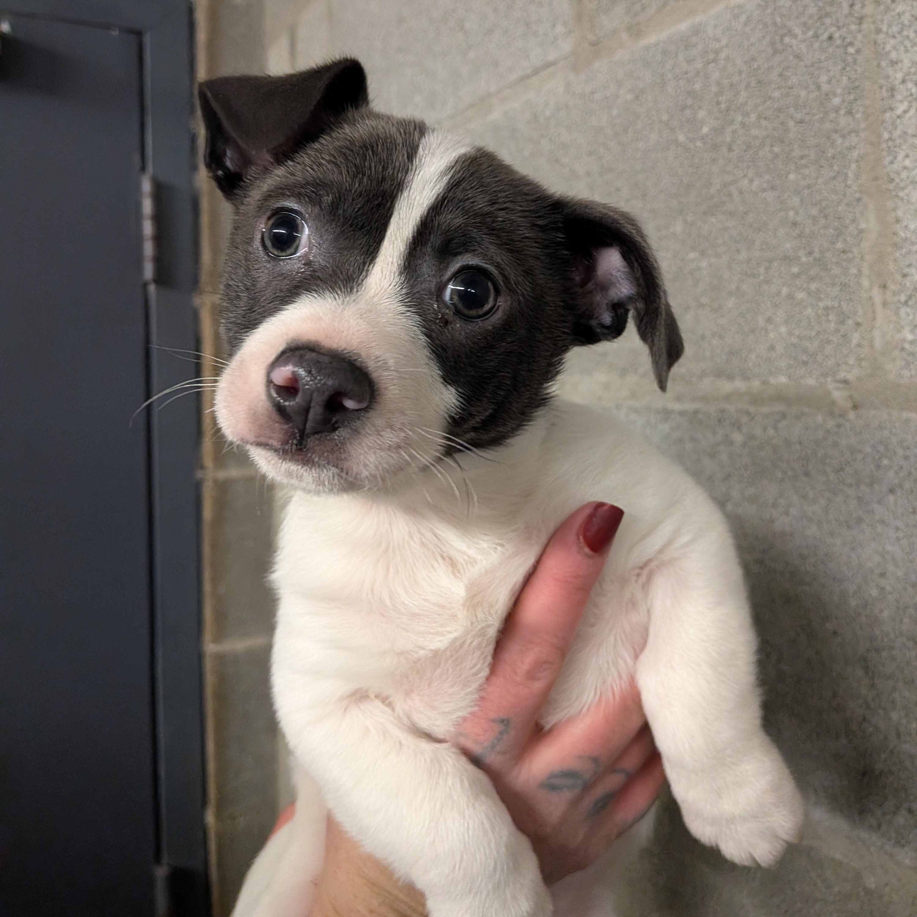 Eugene , an adopted mixed breed in Hermiston, OR image 1/2