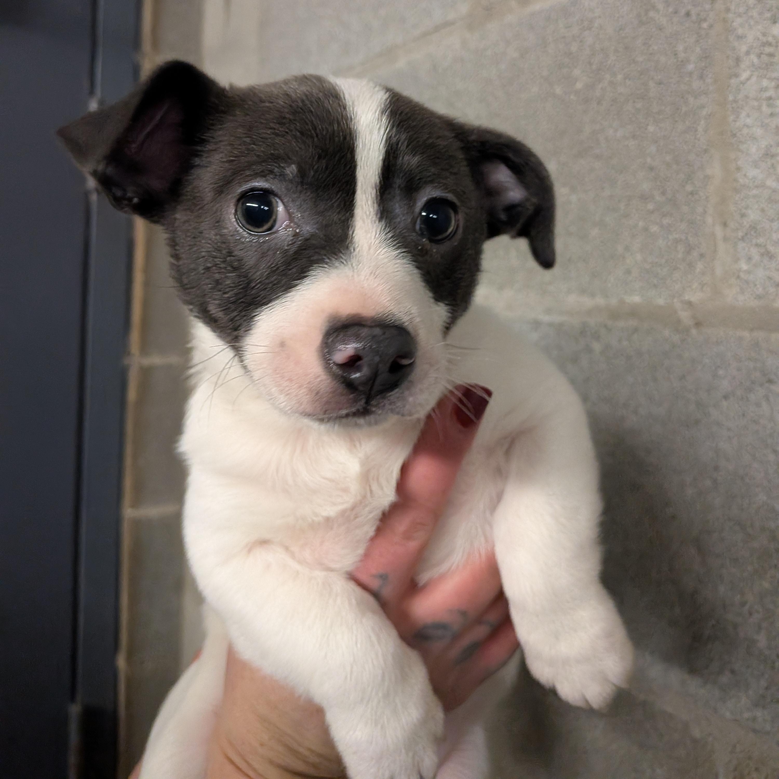 Eugene , an adopted mixed breed in Hermiston, OR image 2/2